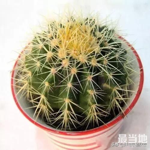 献给那些喜欢养花，却总是把花养死的人 (收藏版)-31.jpg