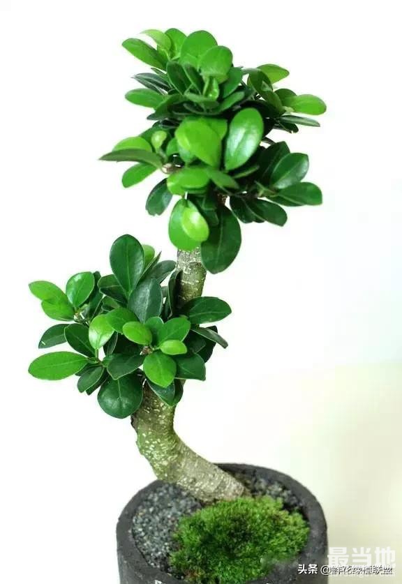 献给那些喜欢养花，却总是把花养死的人 (收藏版)-28.jpg