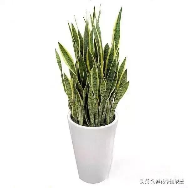 献给那些喜欢养花，却总是把花养死的人 (收藏版)-27.jpg