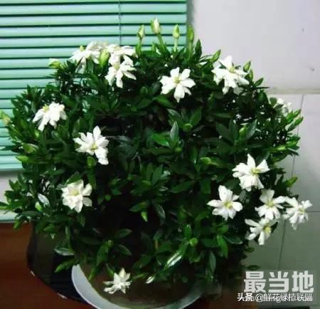 献给那些喜欢养花，却总是把花养死的人 (收藏版)-29.jpg