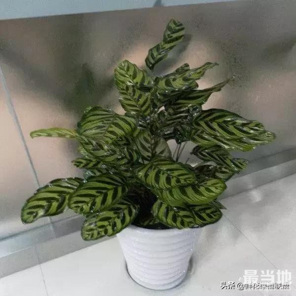 献给那些喜欢养花，却总是把花养死的人 (收藏版)-32.jpg