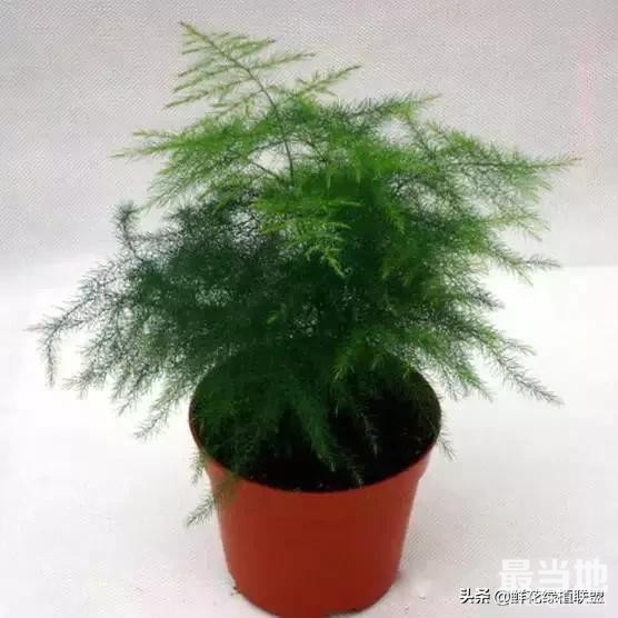 献给那些喜欢养花，却总是把花养死的人 (收藏版)-43.jpg