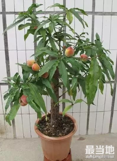 献给那些喜欢养花，却总是把花养死的人 (收藏版)-45.jpg