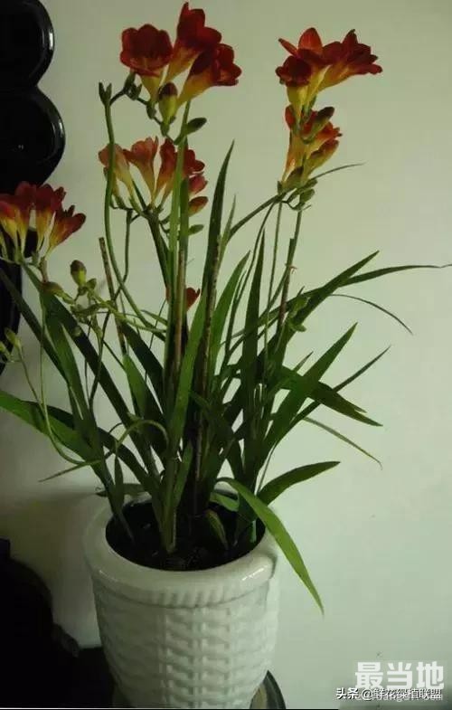 献给那些喜欢养花，却总是把花养死的人 (收藏版)-35.jpg