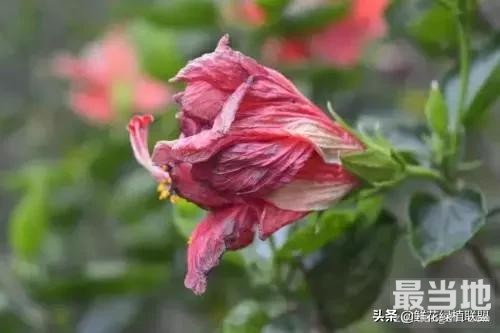 献给那些喜欢养花，却总是把花养死的人 (收藏版)-44.jpg