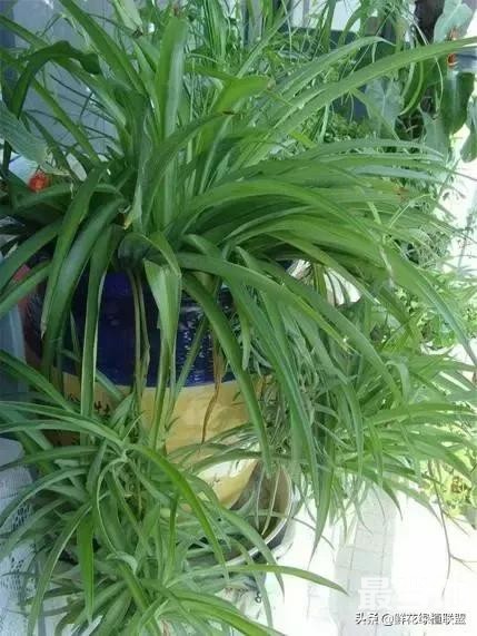 献给那些喜欢养花，却总是把花养死的人 (收藏版)-41.jpg