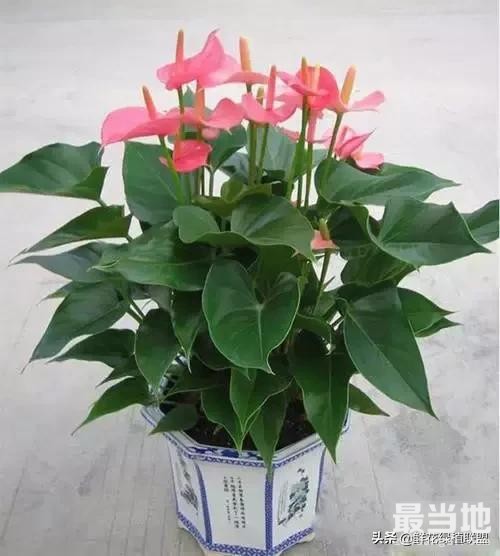 献给那些喜欢养花，却总是把花养死的人 (收藏版)-40.jpg