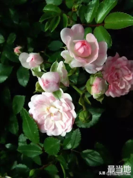 献给那些喜欢养花，却总是把花养死的人 (收藏版)-37.jpg