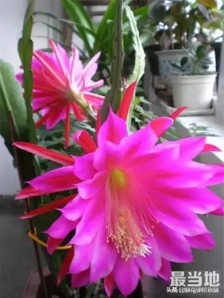 献给那些喜欢养花，却总是把花养死的人 (收藏版)-39.jpg