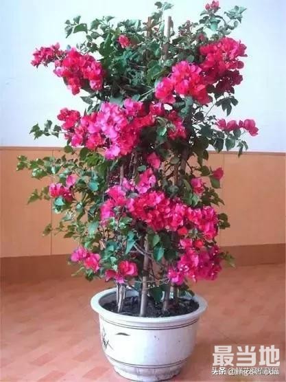 献给那些喜欢养花，却总是把花养死的人 (收藏版)-38.jpg