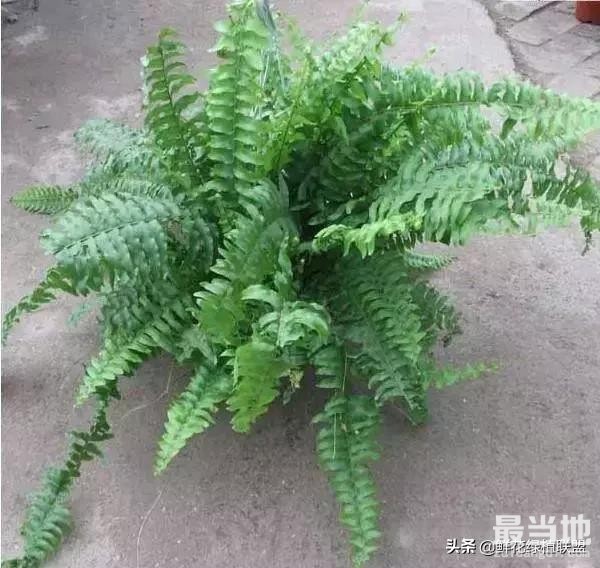 献给那些喜欢养花，却总是把花养死的人 (收藏版)-42.jpg