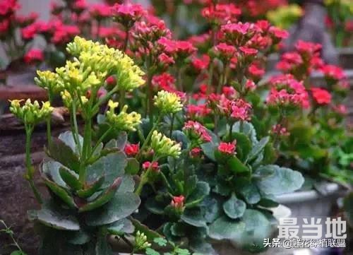 献给那些喜欢养花，却总是把花养死的人 (收藏版)-34.jpg