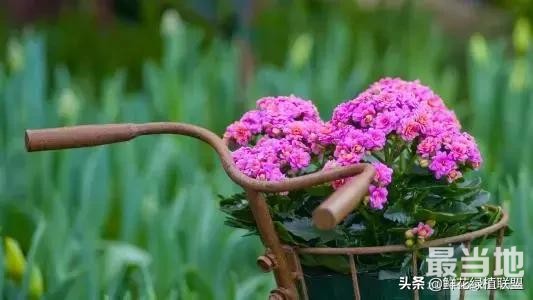 献给那些喜欢养花，却总是把花养死的人 (收藏版)-46.jpg