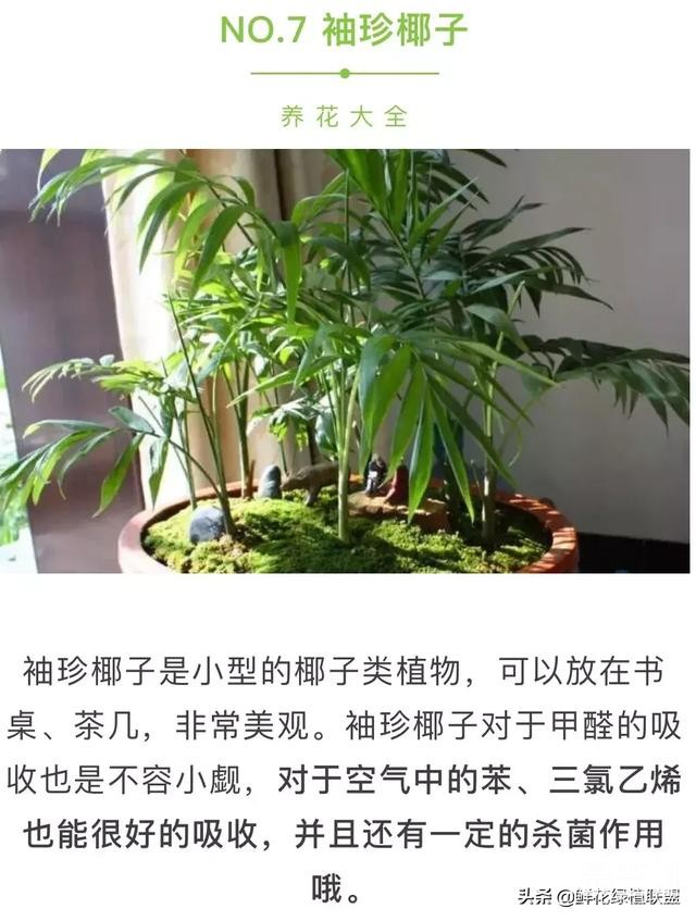 吸甲醛最好的，竟是它，别再被骗了！-9.jpg