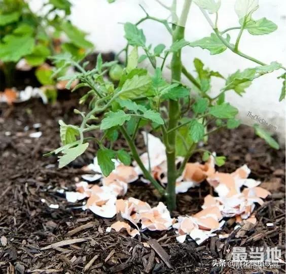 她把这个丢进花盆，植物不发黄不干枯多养好几年！-4.jpg