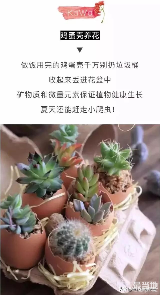 她把这个丢进花盆，植物不发黄不干枯多养好几年！-2.jpg