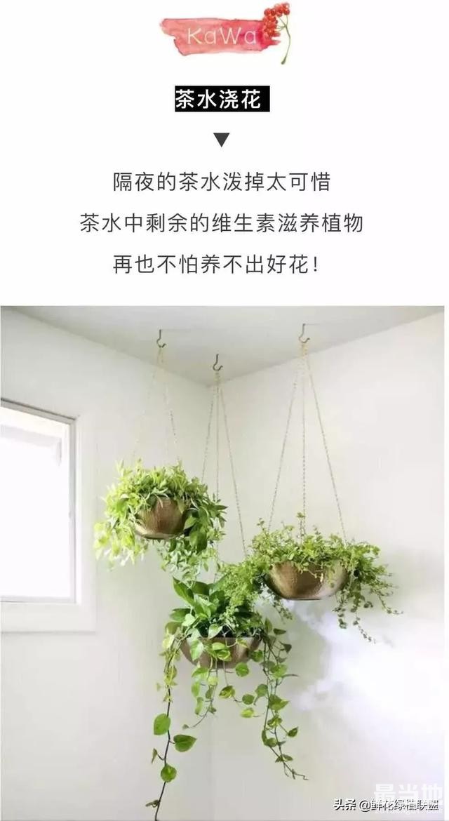 她把这个丢进花盆，植物不发黄不干枯多养好几年！-5.jpg
