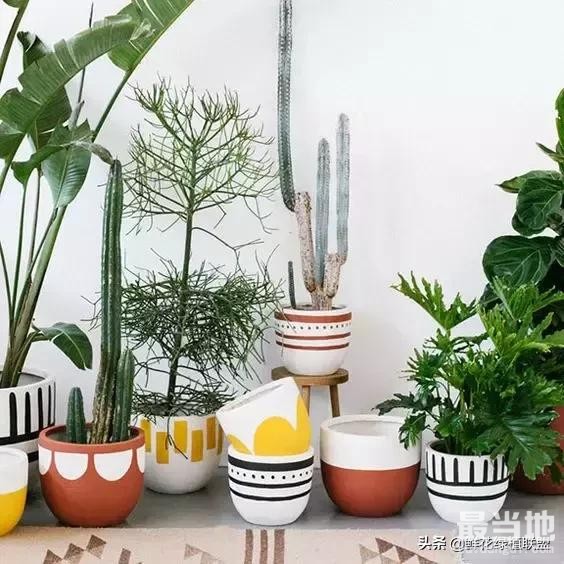 她把这个丢进花盆，植物不发黄不干枯多养好几年！-18.jpg