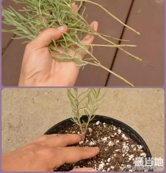 她把这个丢进花盆，植物不发黄不干枯多养好几年！-13.jpg