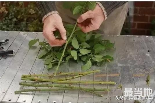 她把这个丢进花盆，植物不发黄不干枯多养好几年！-24.jpg