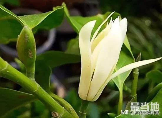 头条上认的花，看完这篇文章你就认全了（花卉名称大字典 收藏）-12.jpg