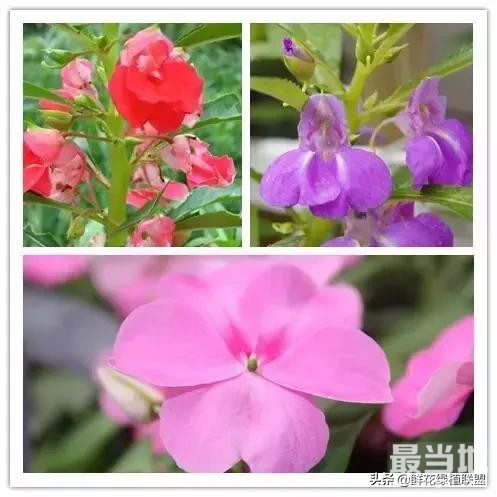 头条上认的花，看完这篇文章你就认全了（花卉名称大字典 收藏）-11.jpg