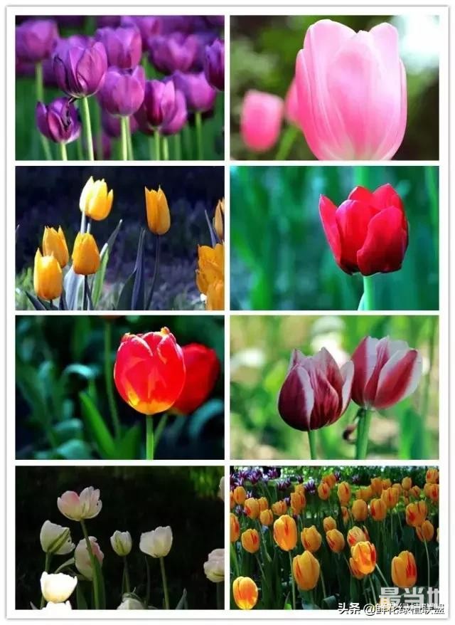 头条上认的花，看完这篇文章你就认全了（花卉名称大字典 收藏）-17.jpg