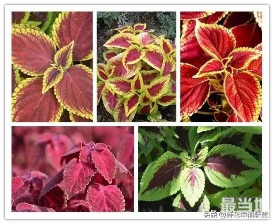 头条上认的花，看完这篇文章你就认全了（花卉名称大字典 收藏）-3.jpg