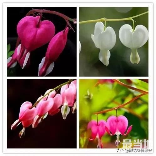 头条上认的花，看完这篇文章你就认全了（花卉名称大字典 收藏）-8.jpg