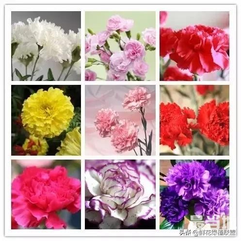 头条上认的花，看完这篇文章你就认全了（花卉名称大字典 收藏）-1.jpg