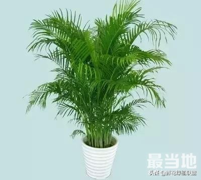 头条上认的花，看完这篇文章你就认全了（花卉名称大字典 收藏）-2.jpg