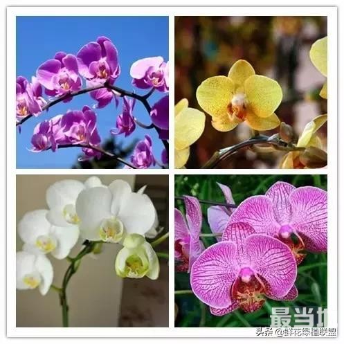 头条上认的花，看完这篇文章你就认全了（花卉名称大字典 收藏）-5.jpg