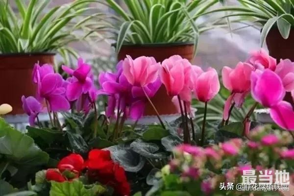 头条上认的花，看完这篇文章你就认全了（花卉名称大字典 收藏）-9.jpg