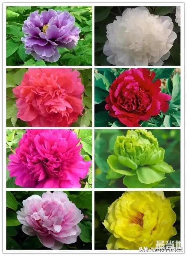 头条上认的花，看完这篇文章你就认全了（花卉名称大字典 收藏）-16.jpg