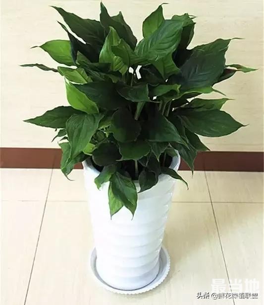 头条上认的花，看完这篇文章你就认全了（花卉名称大字典 收藏）-10.jpg