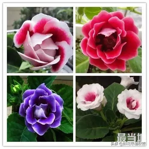 头条上认的花，看完这篇文章你就认全了（花卉名称大字典 收藏）-14.jpg