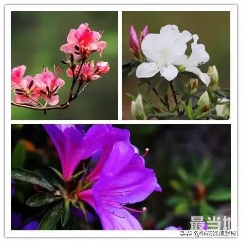 头条上认的花，看完这篇文章你就认全了（花卉名称大字典 收藏）-6.jpg