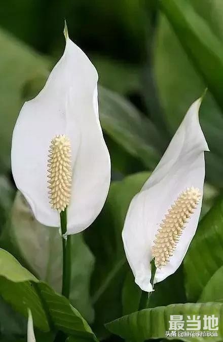 头条上认的花，看完这篇文章你就认全了（花卉名称大字典 收藏）-13.jpg