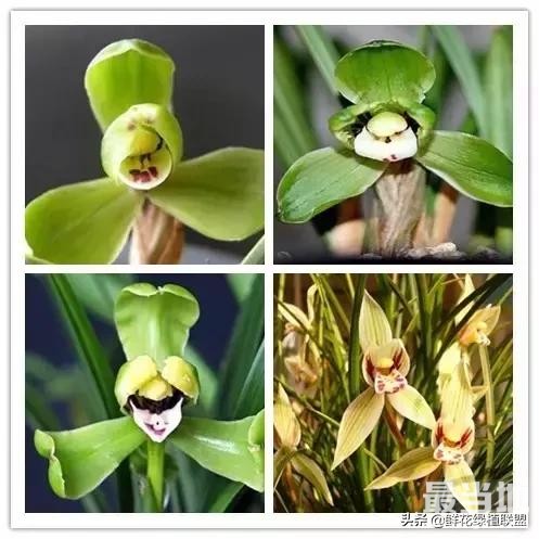 头条上认的花，看完这篇文章你就认全了（花卉名称大字典 收藏）-7.jpg