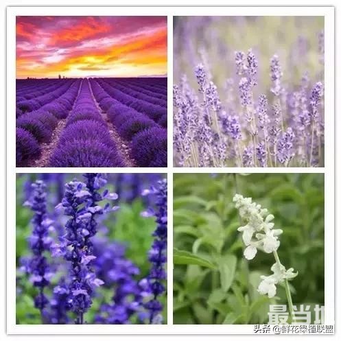 头条上认的花，看完这篇文章你就认全了（花卉名称大字典 收藏）-15.jpg