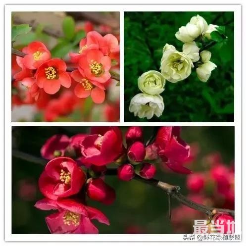 头条上认的花，看完这篇文章你就认全了（花卉名称大字典 收藏）-4.jpg
