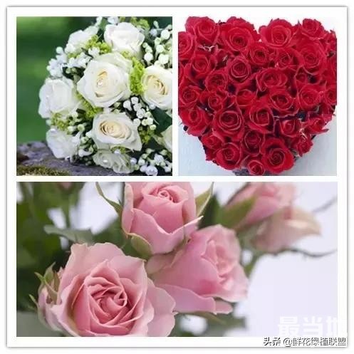 头条上认的花，看完这篇文章你就认全了（花卉名称大字典 收藏）-35.jpg