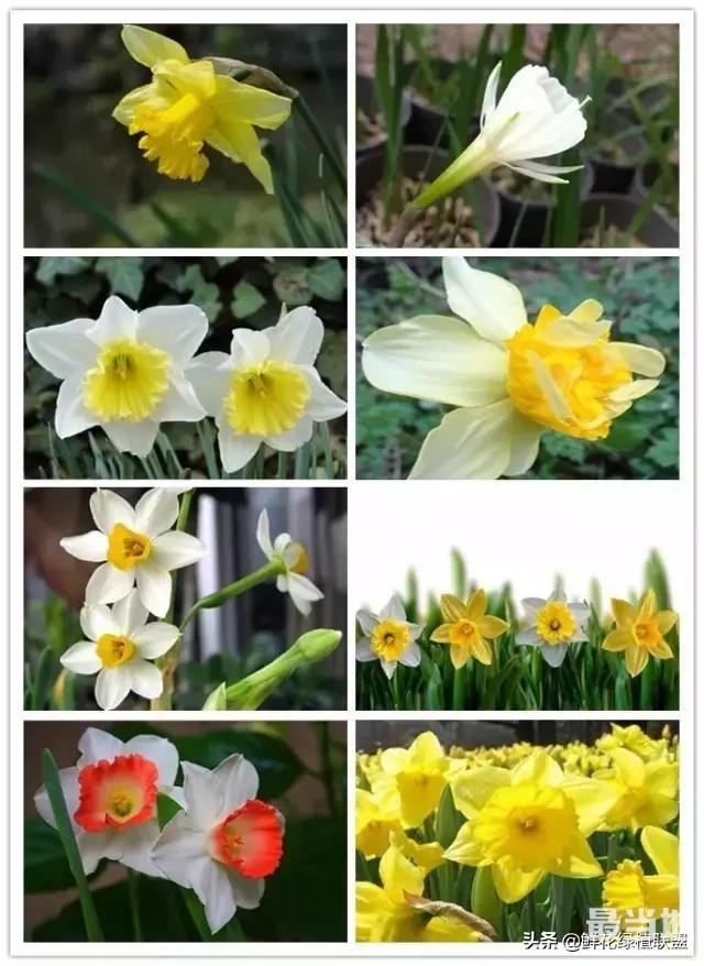 头条上认的花，看完这篇文章你就认全了（花卉名称大字典 收藏）-18.jpg