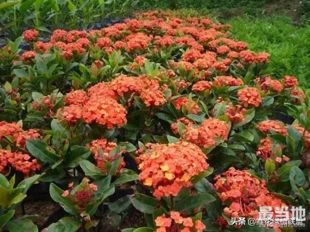 头条上认的花，看完这篇文章你就认全了（花卉名称大字典 收藏）-36.jpg