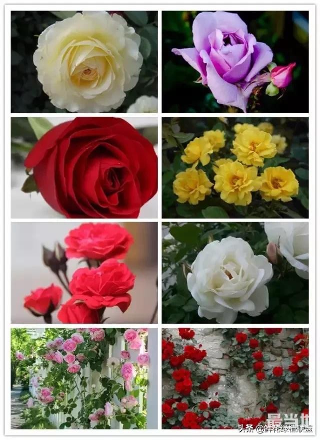 头条上认的花，看完这篇文章你就认全了（花卉名称大字典 收藏）-22.jpg