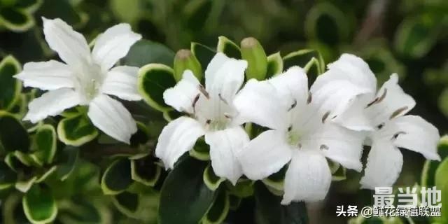 头条上认的花，看完这篇文章你就认全了（花卉名称大字典 收藏）-37.jpg