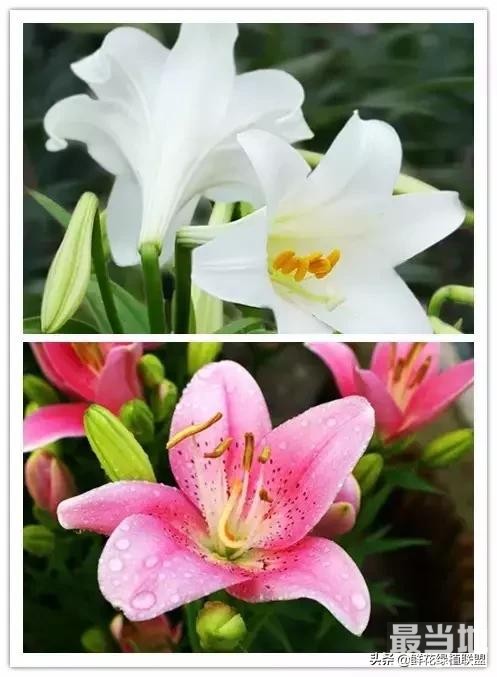 头条上认的花，看完这篇文章你就认全了（花卉名称大字典 收藏）-31.jpg