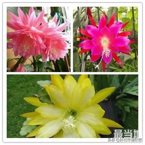 头条上认的花，看完这篇文章你就认全了（花卉名称大字典 收藏）-40.jpg