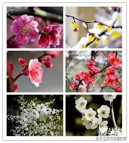 头条上认的花，看完这篇文章你就认全了（花卉名称大字典 收藏）-19.jpg