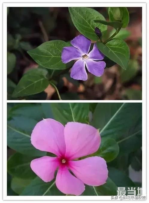 头条上认的花，看完这篇文章你就认全了（花卉名称大字典 收藏）-29.jpg